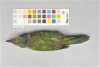 五色鳥藏品圖，第3張